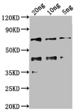 Invitrogen kaiC Polyclonal Antibody 100 &mu;L | Buy Online | Invitrogen&trade; | Fisher Scientific