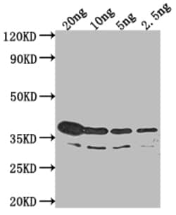 Invitrogen btuB Polyclonal Antibody 100 &mu;L; Unconjugated:Antibodies,