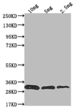 Invitrogen prfA Polyclonal Antibody 100 &mu;L; Unconjugated:Antibodies,