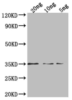 Invitrogen PEN1 Polyclonal Antibody 100 &mu;L; Unconjugated:Antibodies,