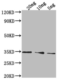 Invitrogen PDAT1 Polyclonal Antibody 100 &mu;L; Unconjugated:Antibodies,