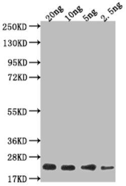 Invitrogen MT1 Polyclonal Antibody 100 &mu;L; Unconjugated:Antibodies,
