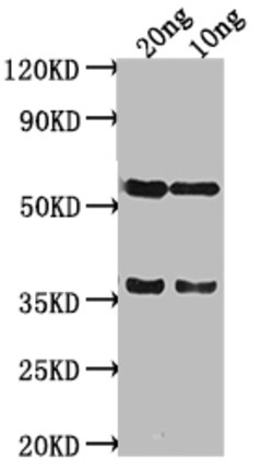 Invitrogen salm Polyclonal Antibody 100 &mu;L; Unconjugated:Antibodies,