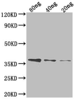 Invitrogen FTSI Polyclonal Antibody 100 &mu;L; Unconjugated:Antibodies,