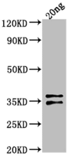 Invitrogen ARCA Polyclonal Antibody 100 &mu;L; Unconjugated:Antibodies,
