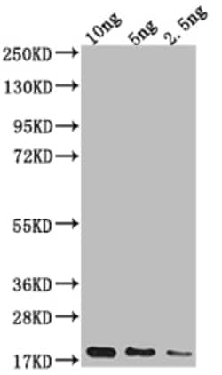 Invitrogen Escherichia Virus Capsid Polyclonal Antibody 100 &mu;L; Unconjugated:Antibodies,