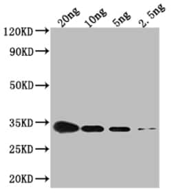 CSPG Polyclonal Antibody 100 &mu;L | Buy Online | Thermo Scientific | Fisher Scientific