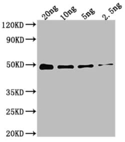 Invitrogen DXR Polyclonal Antibody 100 &mu;L; Unconjugated:Antibodies,