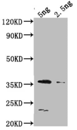Invitrogen DCM Polyclonal Antibody 100 &mu;L; Unconjugated:Antibodies,