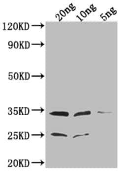 Invitrogen EPTA Polyclonal Antibody 100 &mu;L | Buy Online | Invitrogen&trade; | Fisher Scientific