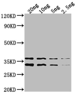 Invitrogen NARL Polyclonal Antibody 100 &mu;L; Unconjugated:Anticuerpos