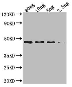 Invitrogen NARX Polyclonal Antibody 100 &mu;L; Unconjugated:Antibodies,