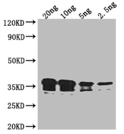 Invitrogen RCSF Polyclonal Antibody 100 &mu;L; Unconjugated:Antibodies,