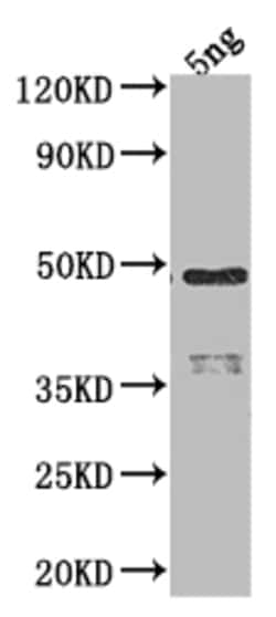 Invitrogen RNA polymerase sigma 70 Polyclonal Antibody 100 &mu;L; Unconjugated:Antibodies,