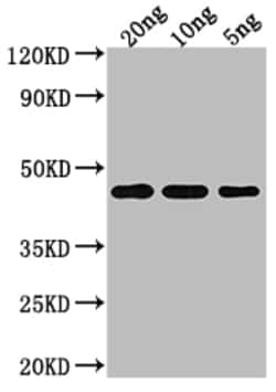 Invitrogen TOXR Polyclonal Antibody 100 &mu;L; Unconjugated:Antibodies,