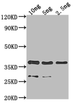 Invitrogen p39 Polyclonal Antibody 100 &mu;L; Unconjugated:Antibodies,