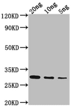 Invitrogen NAM8 Polyclonal Antibody 100 &mu;L; Unconjugated:Antibodies,