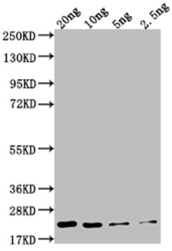 Invitrogen NCE2 Polyclonal Antibody 100 &mu;L; Unconjugated:Antibodies,