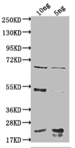 Invitrogen&trade;&nbsp;degP Polyclonal Antibody