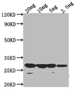 Invitrogen sso7d Polyclonal Antibody 100 &mu;L; Unconjugated:Antibodies,