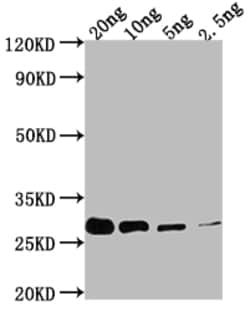 Invitrogen prgI Polyclonal Antibody 100 &mu;L; Unconjugated:Antibodies,