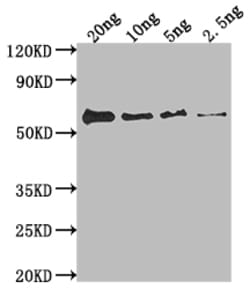 Invitrogen fimH Polyclonal Antibody 100 &mu;L; Unconjugated:Antibodies,