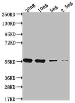 Invitrogen clfA Polyclonal Antibody 100 &mu;L; Unconjugated:Antibodies,