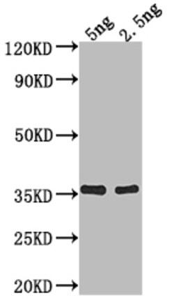 Invitrogen fimA Polyclonal Antibody 100 &mu;L; Unconjugated:Antibodies,