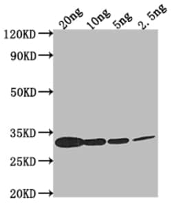 Invitrogen Miraculin Polyclonal Antibody 100 &mu;L; Unconjugated:Antibodies,