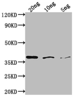 Invitrogen bamA Polyclonal Antibody 100 &mu;L; Unconjugated:Antibodies,