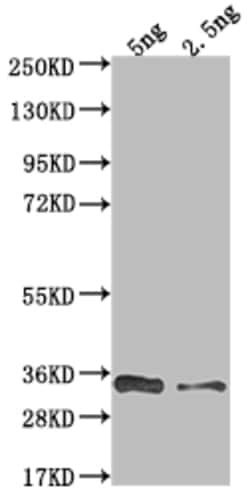 Invitrogen VACWR117 Polyclonal Antibody 100 &mu;L; Unconjugated:Antibodies,