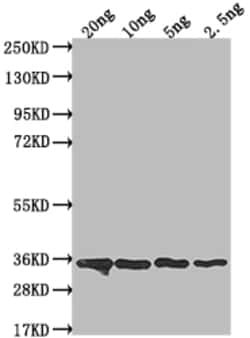 Invitrogen csn Polyclonal Antibody 100 &mu;L; Unconjugated:Antibodies,