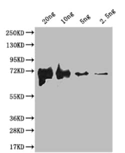 Invitrogen fliC Polyclonal Antibody 100 &mu;L; Unconjugated:Antibodies,