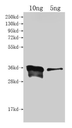 Invitrogen cyp102A1 Polyclonal Antibody 100 &mu;L; Unconjugated:Antibodies,