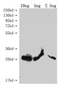 Invitrogen lptE Polyclonal Antibody 100 &mu;L; Unconjugated:Antibodies,