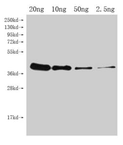 Invitrogen UGI Polyclonal Antibody 100 &mu;L; Unconjugated:Antibodies,