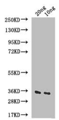 Invitrogen IAA6 Polyclonal Antibody 100 &mu;L; Unconjugated:Antibodies,