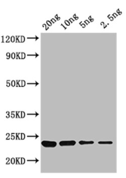 Invitrogen KNAT3 Polyclonal Antibody 100 &mu;L; Unconjugated:Antibodies,