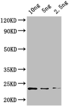 Invitrogen KNAT4 Polyclonal Antibody 100 &mu;L; Unconjugated:Antibodies,