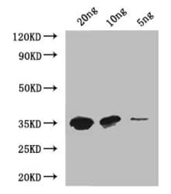 Invitrogen MTB Polyclonal Antibody 100 &mu;L; Unconjugated:Antibodies,
