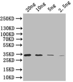 Invitrogen SIGB Polyclonal Antibody 100 &mu;L; Unconjugated:Antibodies,