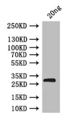 Invitrogen brat Polyclonal Antibody 100 &mu;L; Unconjugated:Antibodies,