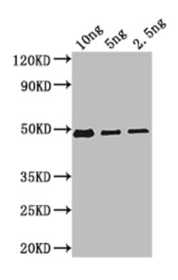 Invitrogen beta-D-glucosidase/beta-D-fucosidase Polyclonal Antibody 100