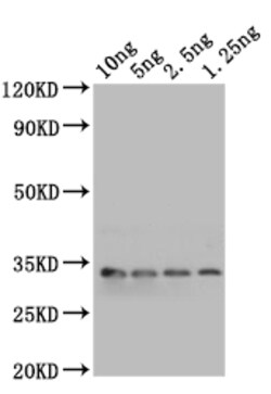 Invitrogen mlaA Polyclonal Antibody 100 &mu;L; Unconjugated:Antibodies,