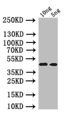 Invitrogen oprI Polyclonal Antibody 100 &mu;L; Unconjugated:Antibodies,