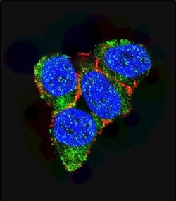 Invitrogen p21 Polyclonal Antibody 400 &mu;L; Unconjugated:Antibodies,