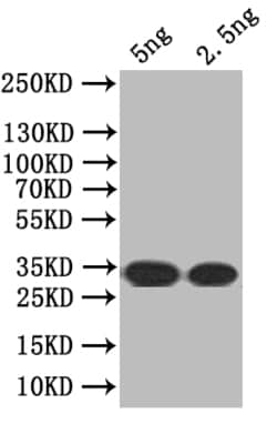 Invitrogen SEC16A Polyclonal Antibody 100 &mu;L; Unconjugated:Antibodies,