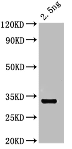 Invitrogen OTOP1 Polyclonal Antibody 100 &mu;L; Unconjugated:Antibodies,