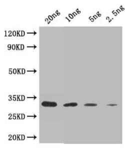 Invitrogen ITRL-2 Polyclonal Antibody 100 &mu;L | Buy Online | Invitrogen&trade; | Fisher Scientific