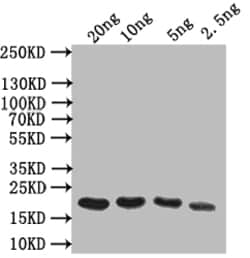 Invitrogen OBP Polyclonal Antibody 100 &mu;L; Unconjugated:Antibodies,